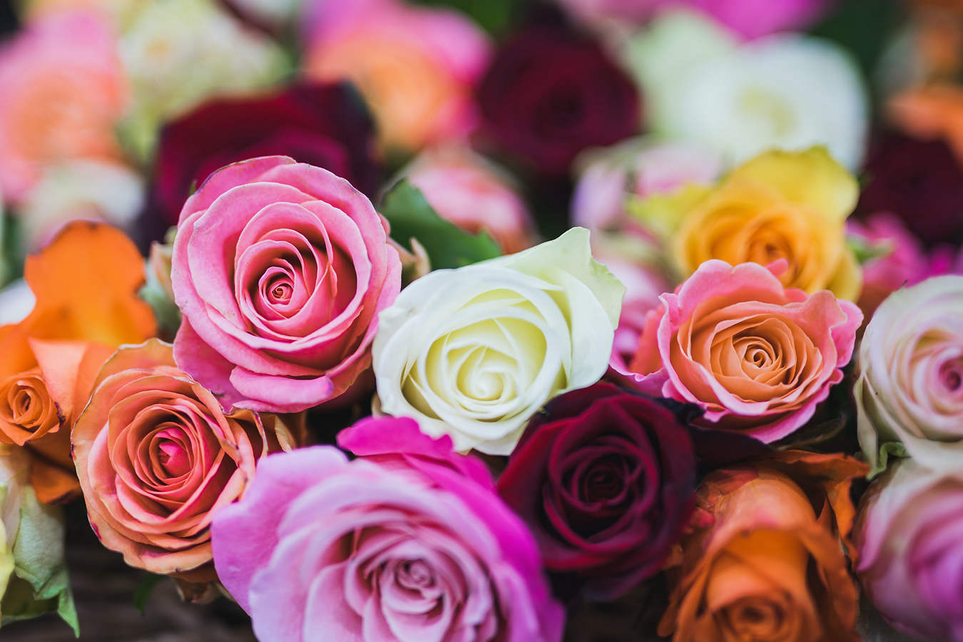 Verwen je valentijn met duurzame rozen uit Nederland