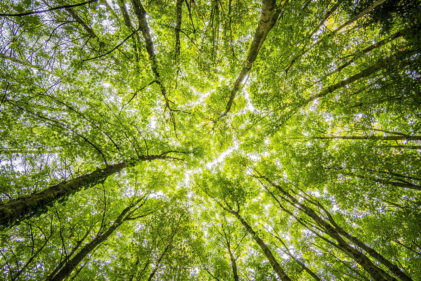 DELA investeert in duurzame bosbouw