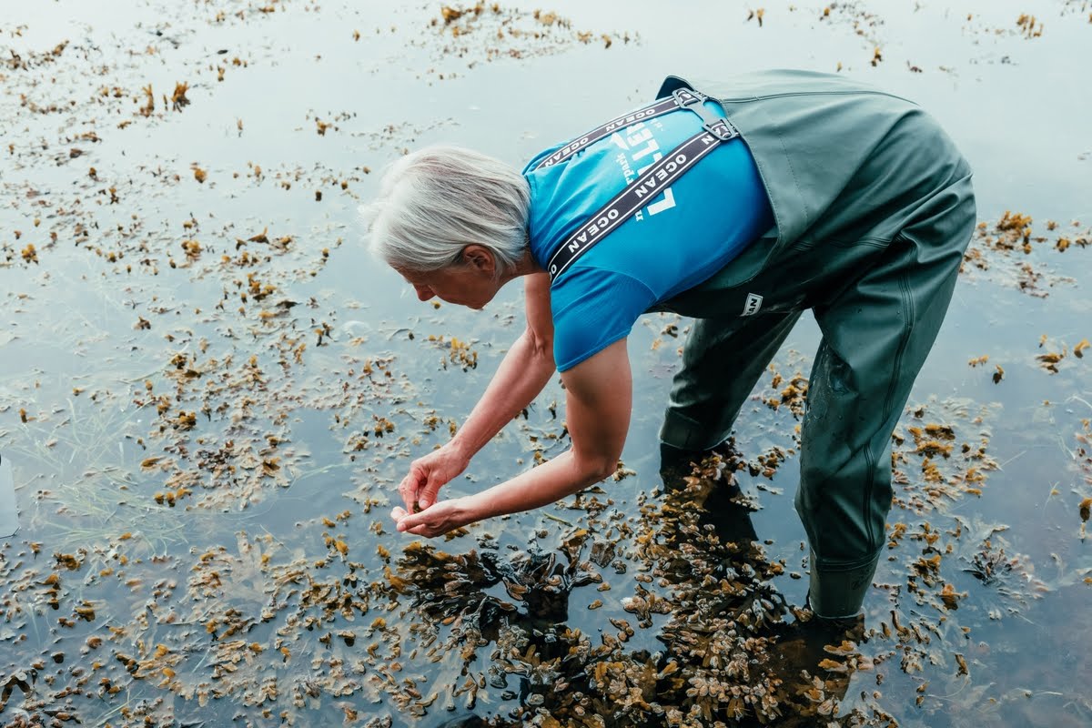 Denemarken nodigt toeristen uit om deel te nemen aan natuurbehoudende projecten
