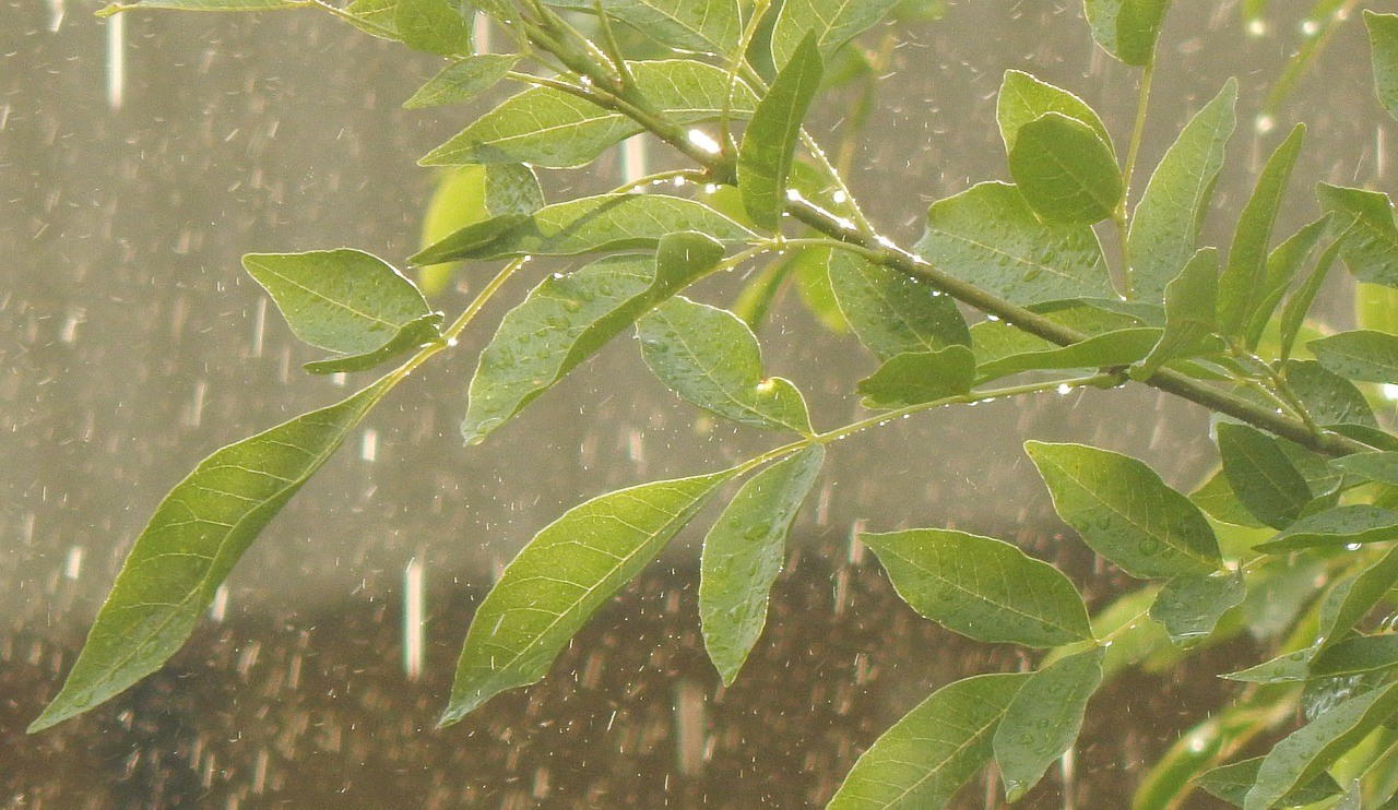 Ruim helft gemeenten biedt in 2024 subsidie om wateroverlast in tuinen te beperken