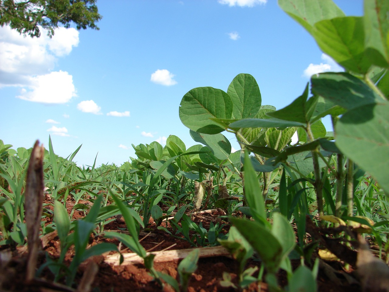 Agrifirm en Achmea starten pilot plantaardige eiwitten
