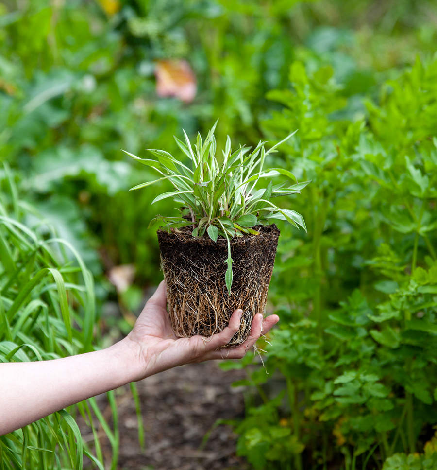 Sprinklr.co laat zien dat biologisch keihard verkoopt - voor een mooiere wereld