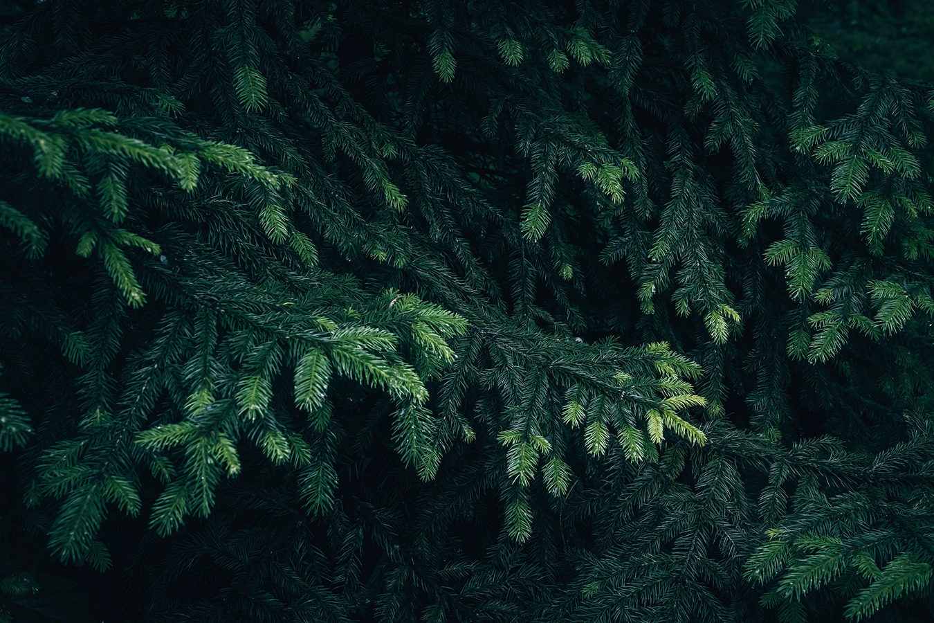 Gemeenten verlagen CO₂-uitstoot met herbruikbare kerstbomen
