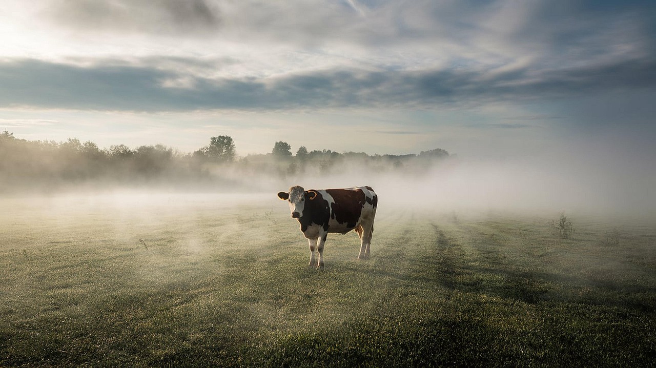 Groengas uit mest: hoe boeren bijdragen aan een duurzame toekomst
