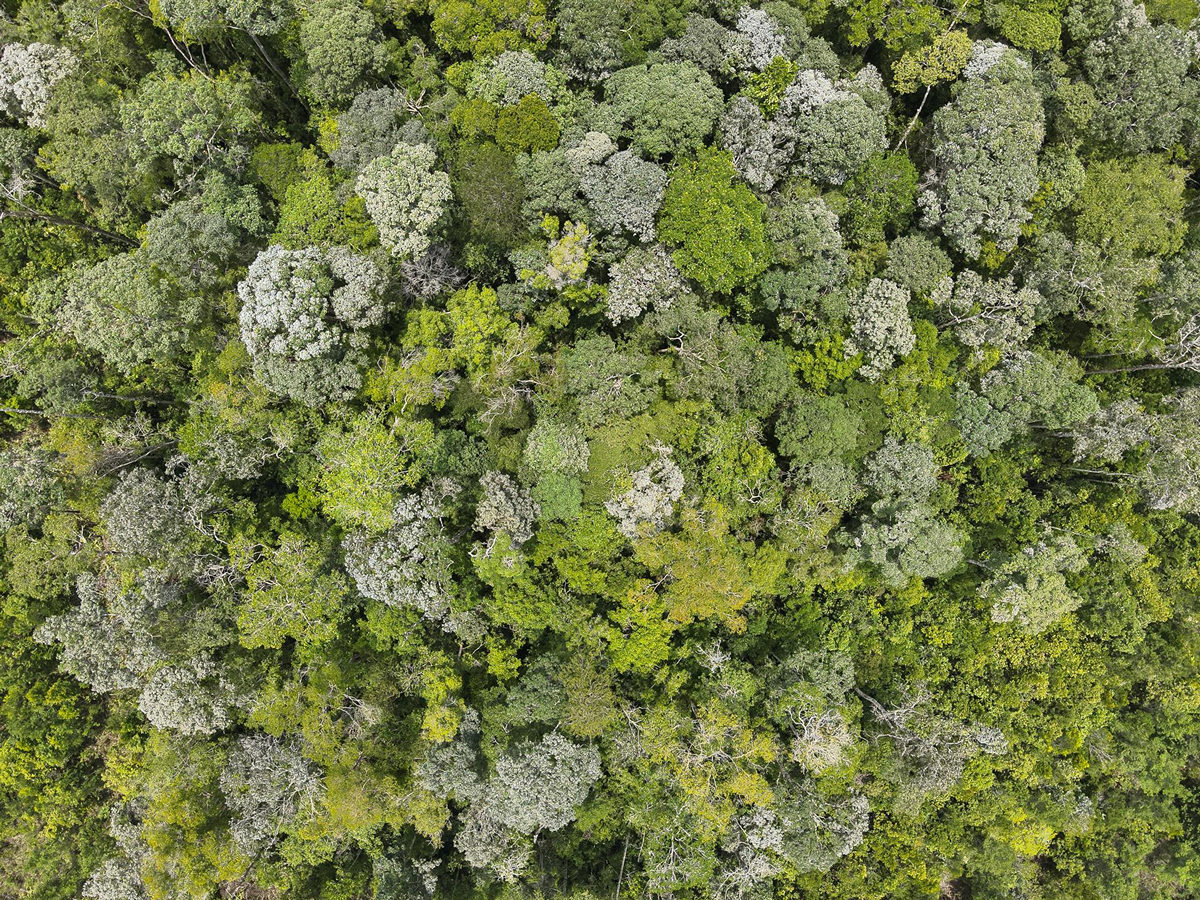 Trees for All en The Flower Farm samen in actie om zeldzaam regenwoud op Borneo te herstellen