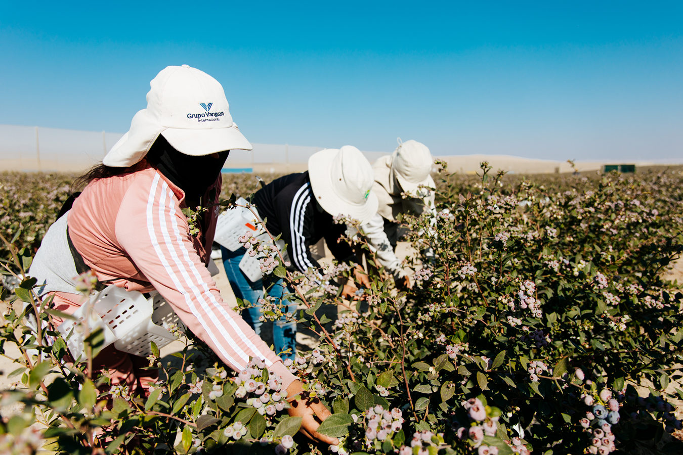 Investering van € 3,5 miljoen in innovatieve blauwe bessenteelt