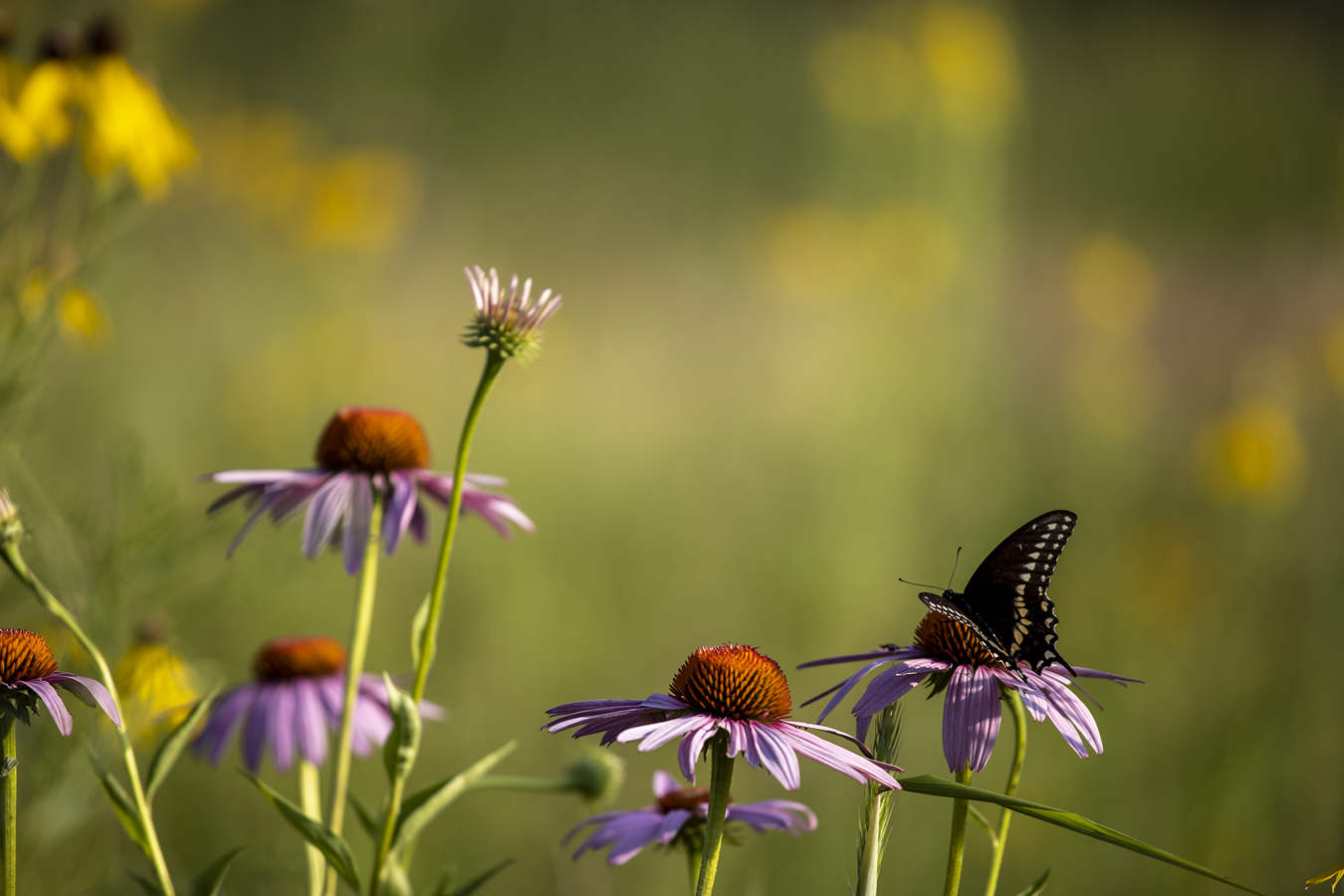 Groningse natuur volop in beeld tijdens de Week van de Biodiversiteit