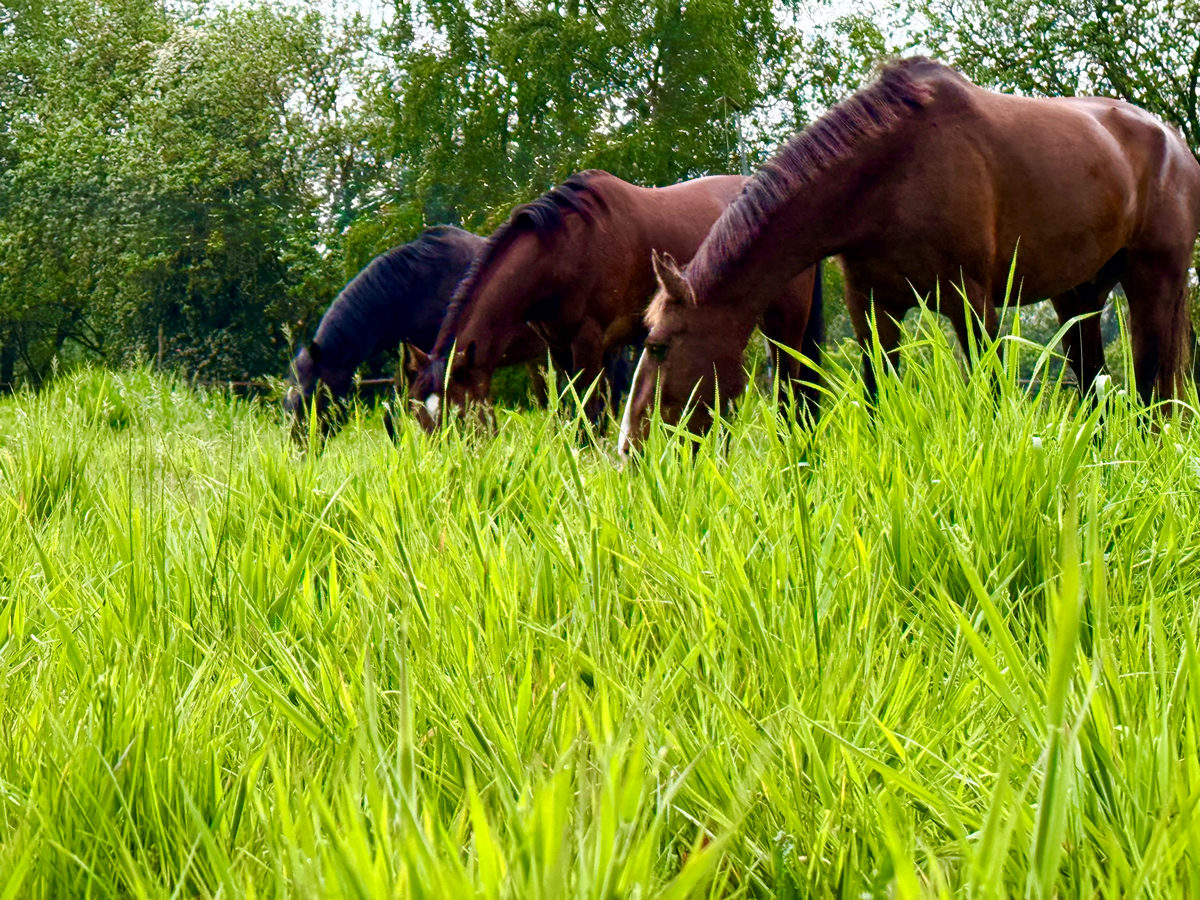 Paardenhouderij bewijst waarde voor natuur en landschap in eerste KPI-meting