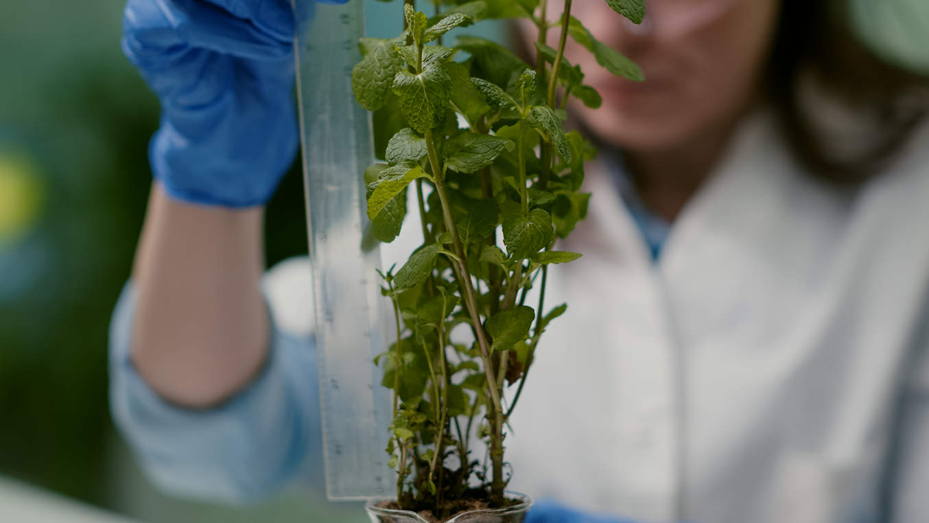 Europarlement stemt in met nieuwe regels voor genetisch bewerkte gewassen