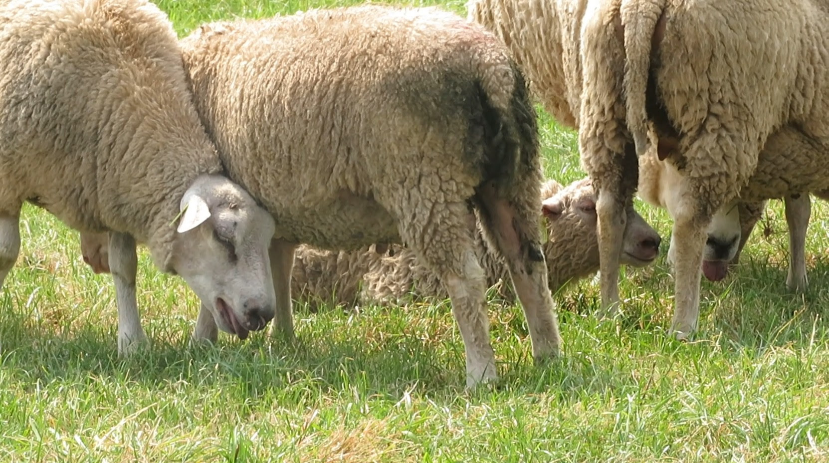 Merendeel van de schapen geen schaduw op tropische dag