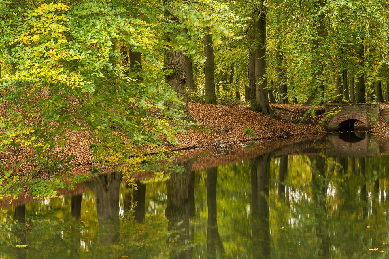 Dit zijn de 10 mooiste bossen van Nederland