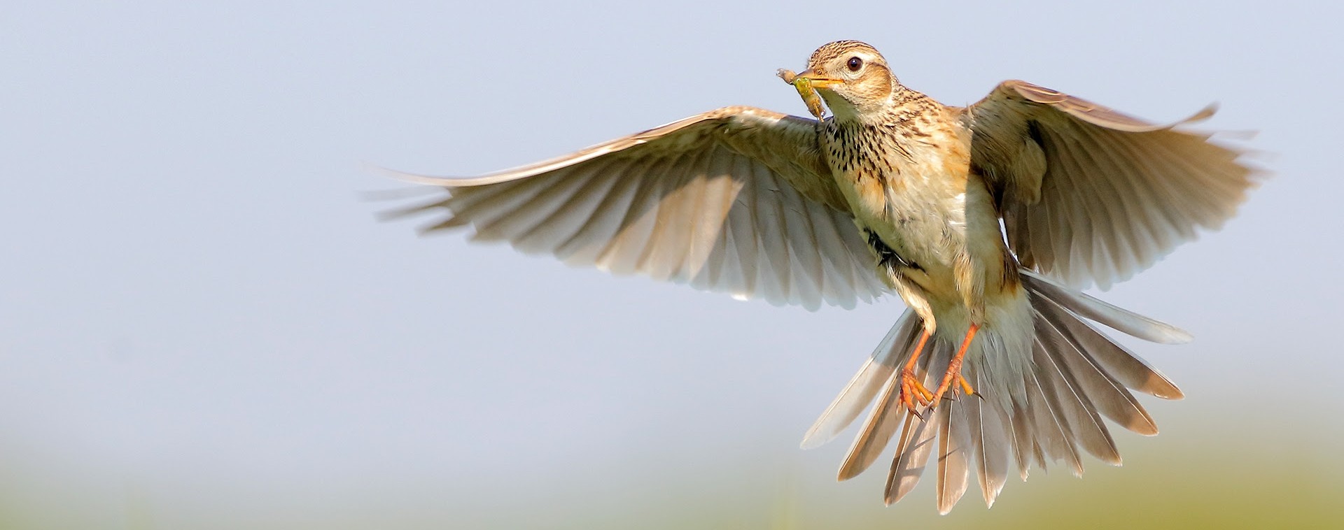 Nieuw rapport geeft overheden en beheerders concrete handvatten voor natuurherstel in landelijk gebied