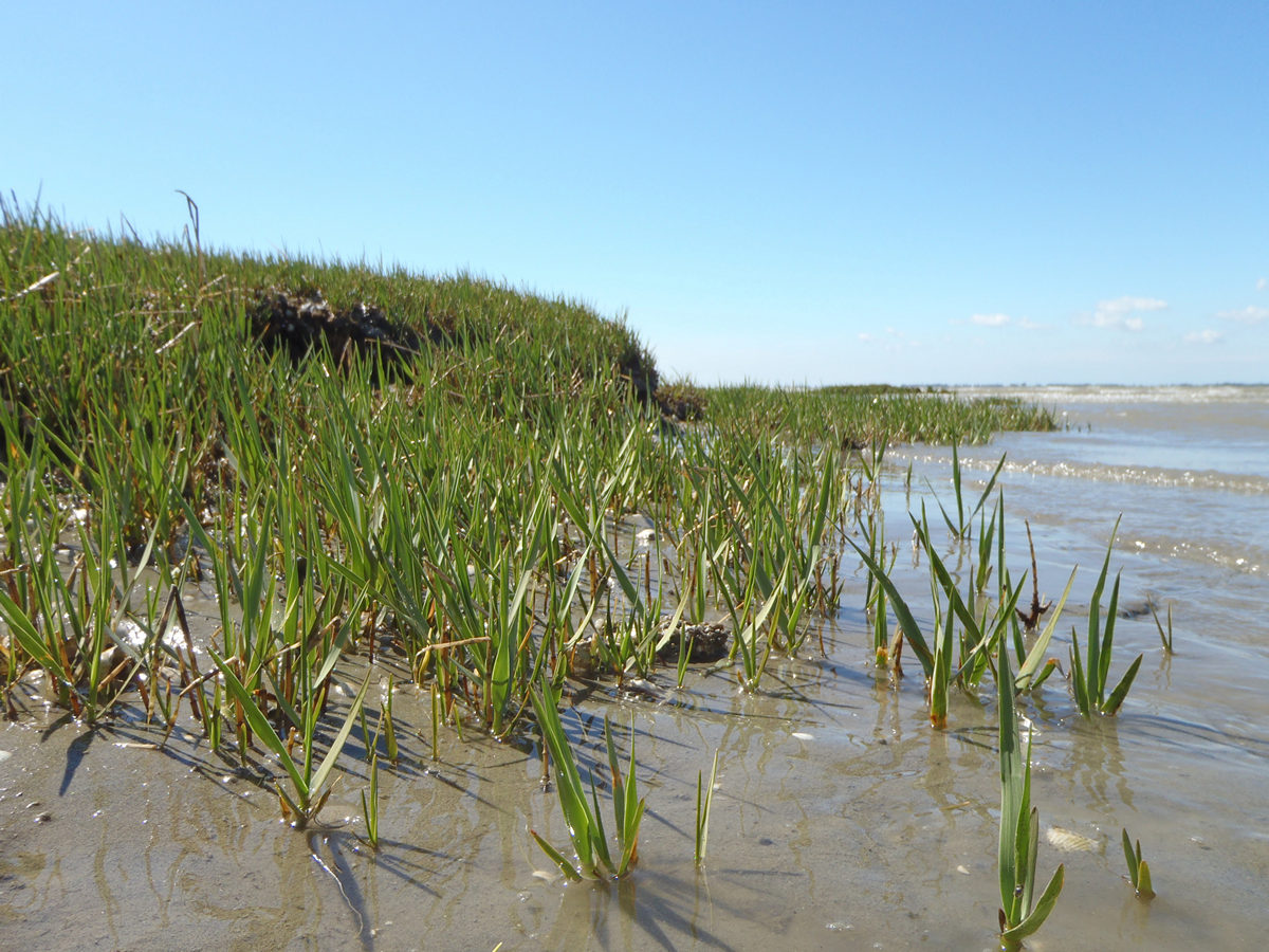 Hoe leven we met een stijgende zee: nieuw boek verkent Meegroeien